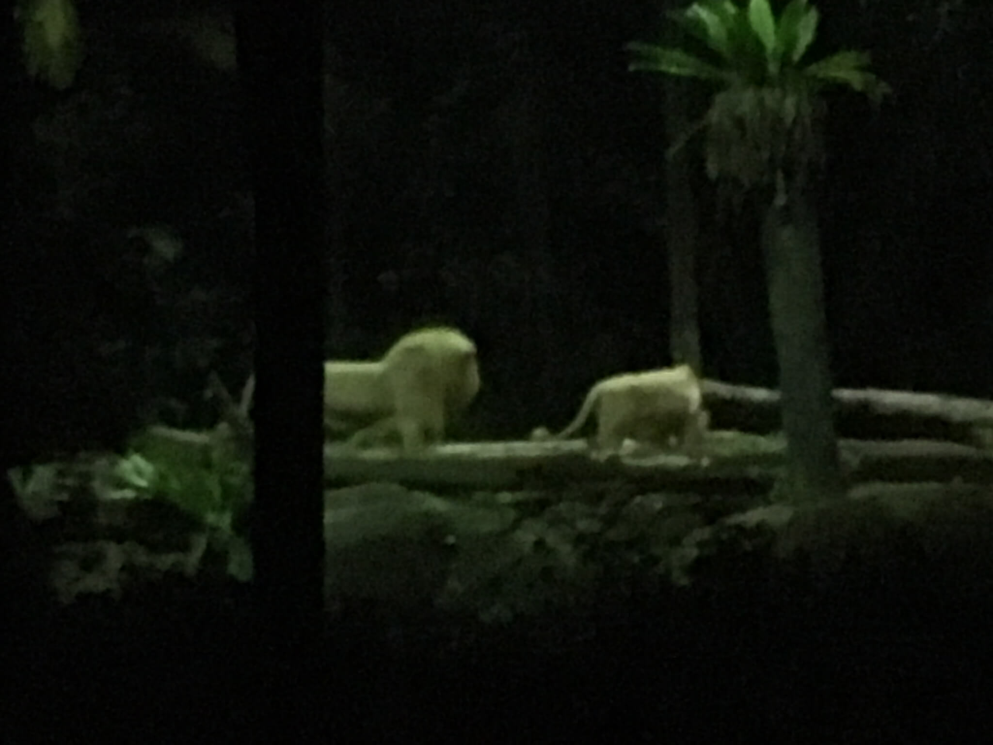 Night Safari - Lions